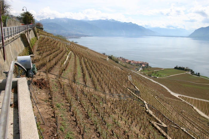 Vignes grelees Lavaux - 031